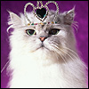 JENNIFERCATLADY's Avatar